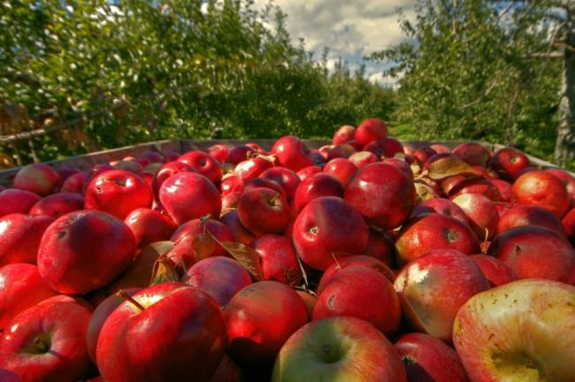 Що потрібно зробити з яблуками восени, щоб вони зберігалися до весни
