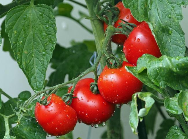 Що потрібно зробити, щоб помідори збереглися до лютого