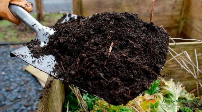 Як безкоштовно підживити грядки восени поживним гумусом: корисні поради городникам