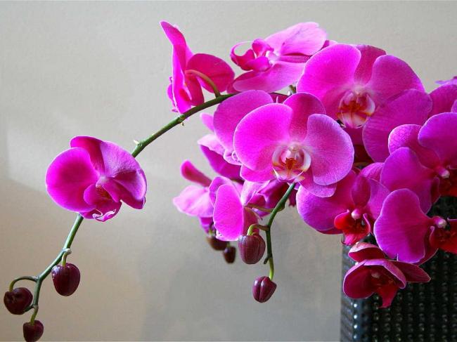 Підгодівля орхідеї молоком для шалено красивого цвітіння