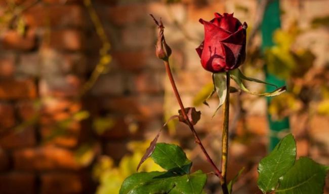 Найкращі рекомендації для вашої троянди