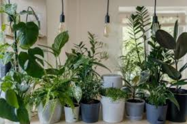 Як підготувати кімнатні рослини до зими 