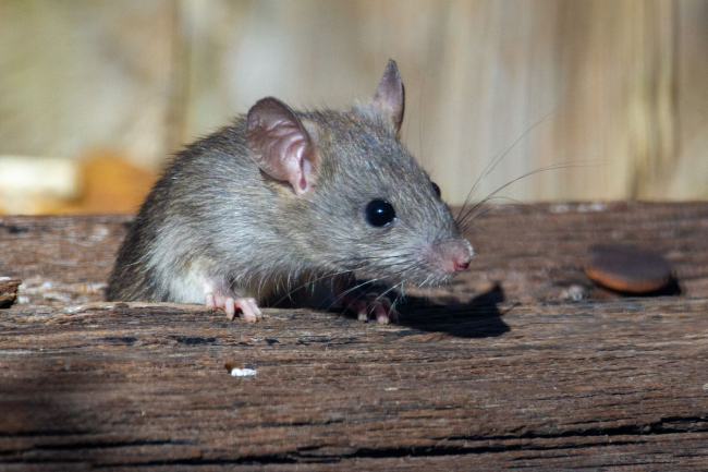 Позбавтеся від мишей раз і назавжди: 6 дієвих методів