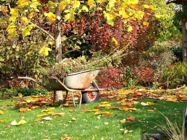 Як підготувати сад до зими: перелік робіт на кінець осені