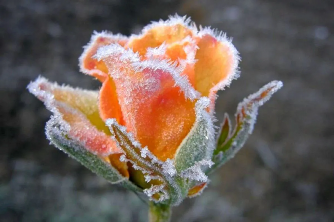 Що робити, якщо троянди квітнуть в кінці осені і навіть за появи заморозків: корисні поради