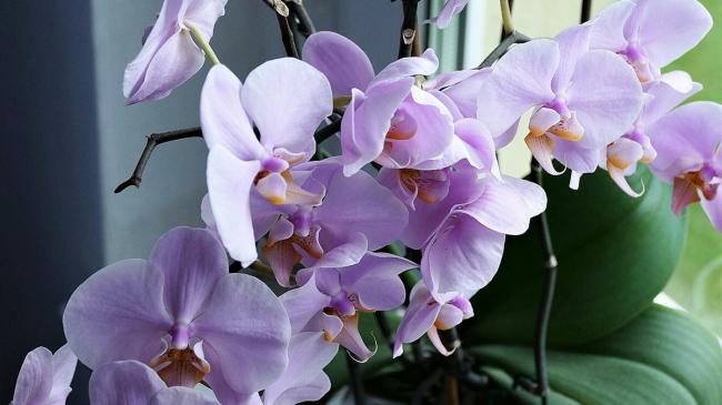 Догляд за орхідеями взимку: правильний полив