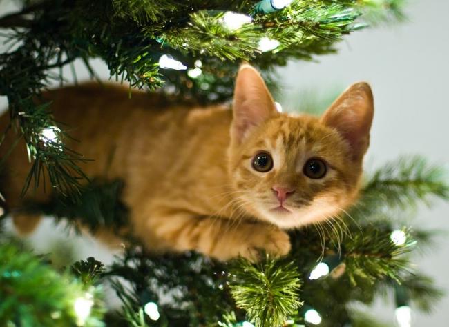 Як вберегти новорічну ялинку від кота та навпаки: поради