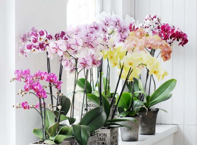 Найкращі місця для орхідеї у квартирі: куди поставити і де не можна тримати квітку
