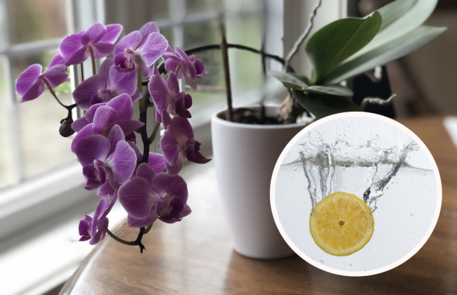 Лимонне добриво для орхідеї, яке змусить квітнути її з новою силою