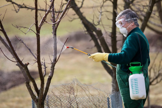 Чим обробити фруктові дерева на початку весни, щоб не чіплялись хвороби та шкідники