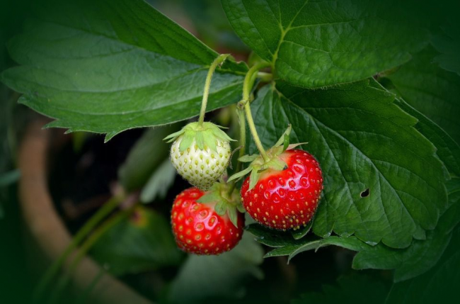 Чим підживити кущі полуниці в березні, щоб мати гарний врожай: варіанти добрив