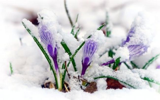 На заході України з понеділка похолодає - можливий сніг