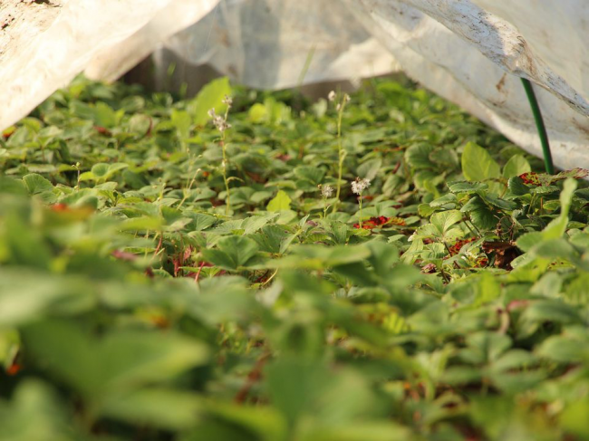 Ефективна підгодівля для кущів полуниці: секрет гарного врожаю