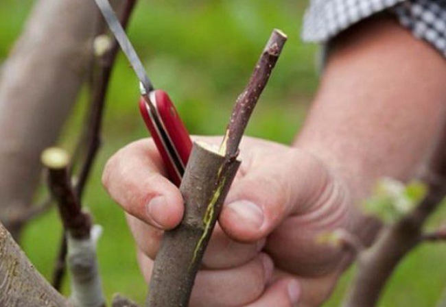 Як правильно щеплювати плодові дерева навесні: ефективні поради