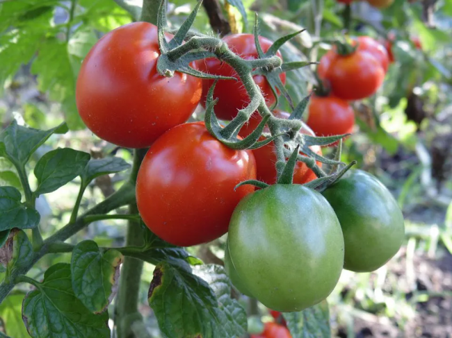 Ефективна підгодівля для розсади томатів, щоб отримати щедрий урожай
