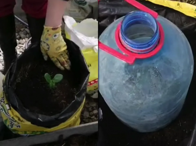 Незвичний спосіб посадки кабачків і огірків: навіть у холодне літо буде врожай