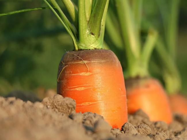 Чим обробити насіння моркви від морквяної мухи, щоб не втратити майбутній врожай