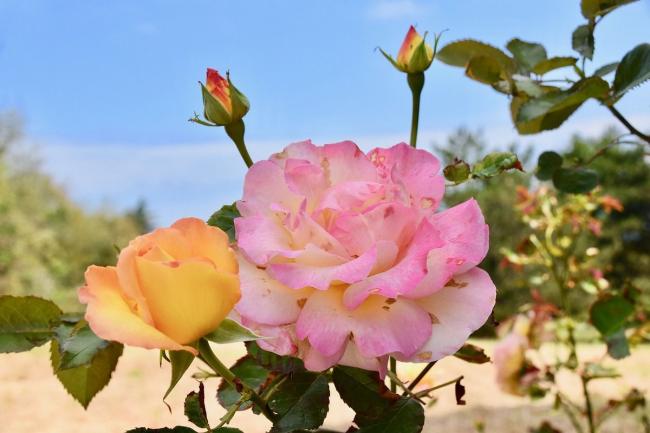 Чим обробити кущі троянд в квітні, щоб вберегти від шкідників