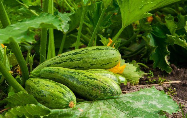 Виростуть завбільшки з огірок: які сусіди забирають живлення у кабачків