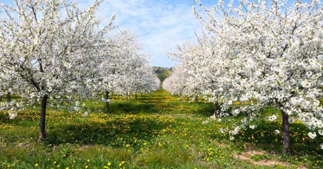 Чим обробити плодові дерева до цвітіння навесні: поради досвідчених садівників