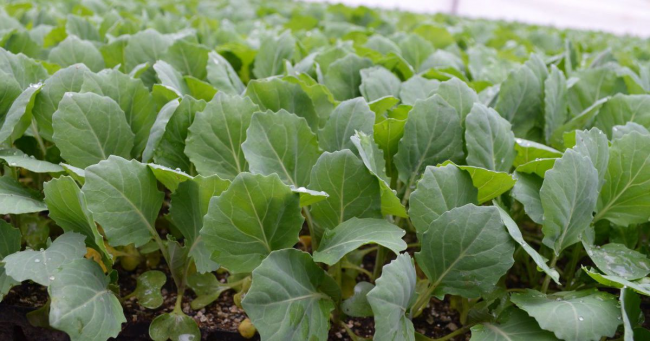 Підживлення розсади капусти: 2 важливі етапи, про які варто знати усім городникам