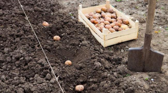 Не сипте це добриво в лунки при посадці картоплі, адже це шкодить врожаю