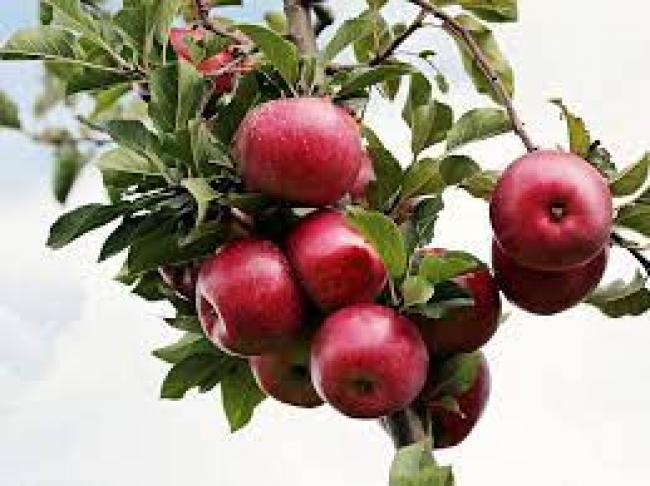 На яблуні мало листя: основні причини, наслідки та способи боротьби