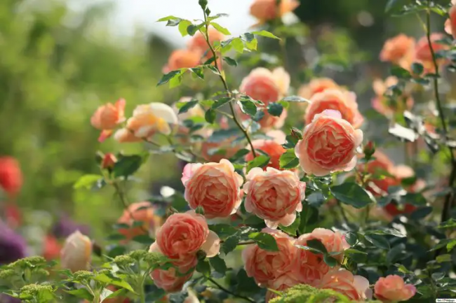 Підживлення троянд перед цвітінням: яке саме добриво треба внести та як правильно це робити