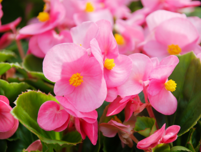 Цвістимуть усе літо: 5 видів квітів, ідеальних для балкона
