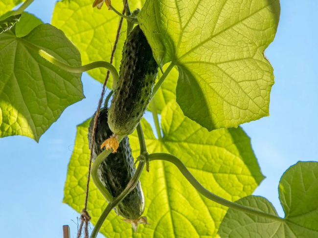 Огірки будуть плодоносити як шалені: органічна підгодівля зі звичайних рослин