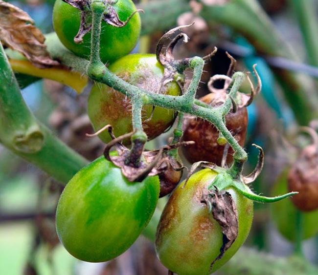 Профілактика фітофтори: чим обробити кущі томатів