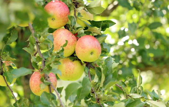 Плоди будуть соковиті та великі: чим ефективно підживити яблуню на початку червня