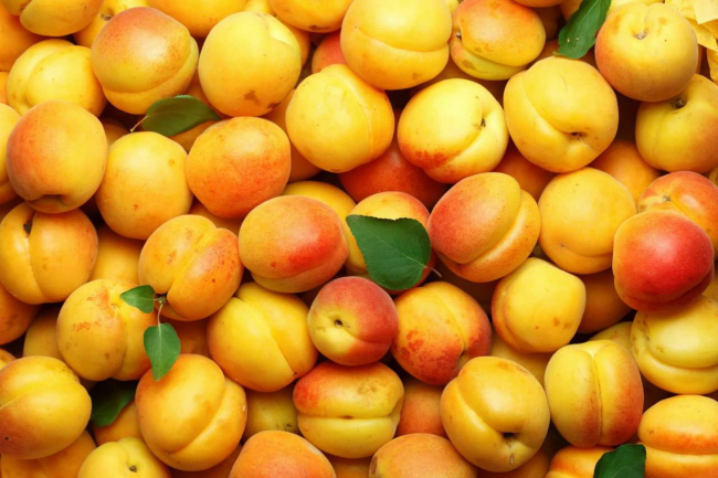 Чим підживити абрикос, щоб отримати гарний урожай