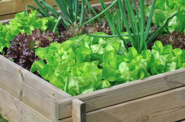 Мінігород на балконі: як виростити зелень та овочі в квартирі