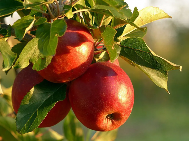 Яку рослину посадити у саду, щоб збирати щороку великі та солодкі яблука