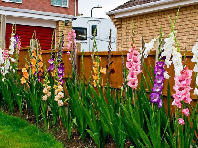 Чим підгодувати гладіолуси у червні, щоб пишно квітнули на заздрість всім сусідам