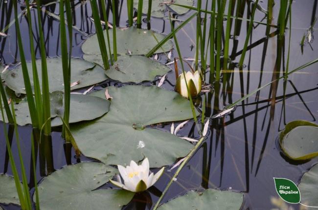 На Поліссі розцвіли лісова орхідея та водяна лілія (ФОТО)