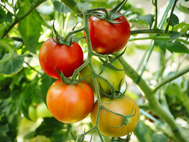 Як зекономити на добривах для помідорів і отримати гарний врожай
