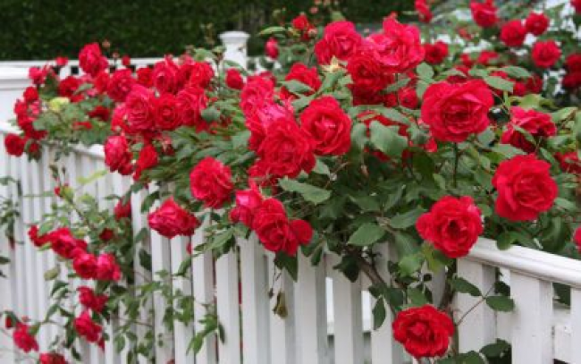 Цвістимуть усе літо: лайфхаки з догляду за трояндами