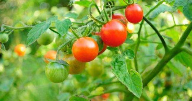 Скручується листя на помідорах: чому так відбувається і як вирішити проблему