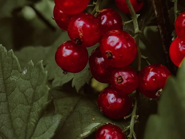 Як слід поливати червону смородину: помилка, через яку ягоди виростають дрібними