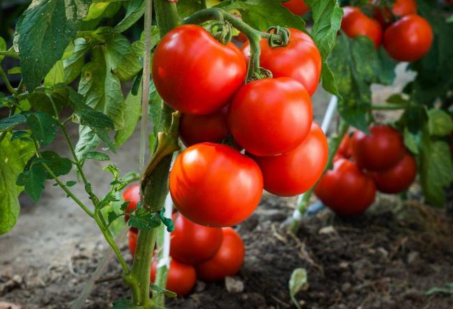 Проста підгодівля, яка збільшить зав`язі на томатах у 5 разів