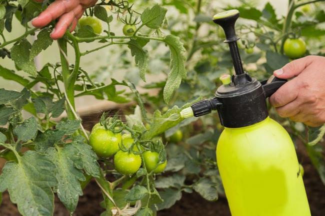 Сироватка і йод – ліки для томатів: волинянин поділився секретами вирощування помідорів
