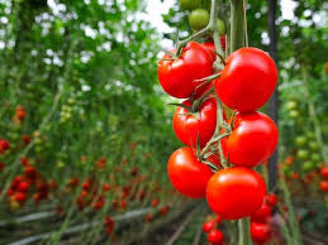 Не зав`язуються томати: досвідчені городники розповіли, що робити