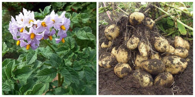 Урожай збільшиться: зробіть це на грядках картоплі відразу після сильного дощу