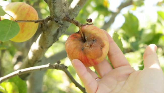Гниють яблука на дереві: поради, як позбутися цієї проблеми