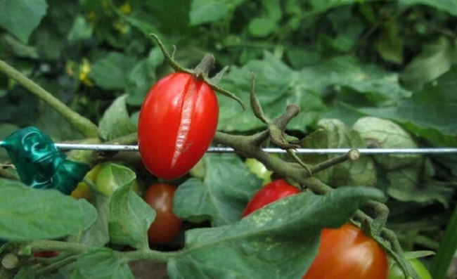Чому помідори починають тріскатись та як цього не допустити