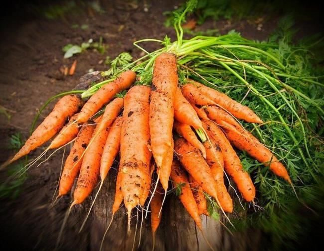Чим підживити моркву в серпні, щоб була солодка