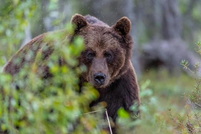 На Львівщині помітили бурого ведмедя 