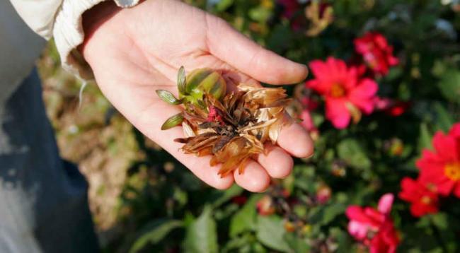 Як зібрати та зберегти насіння квітів у серпні: корисні поради дачникам